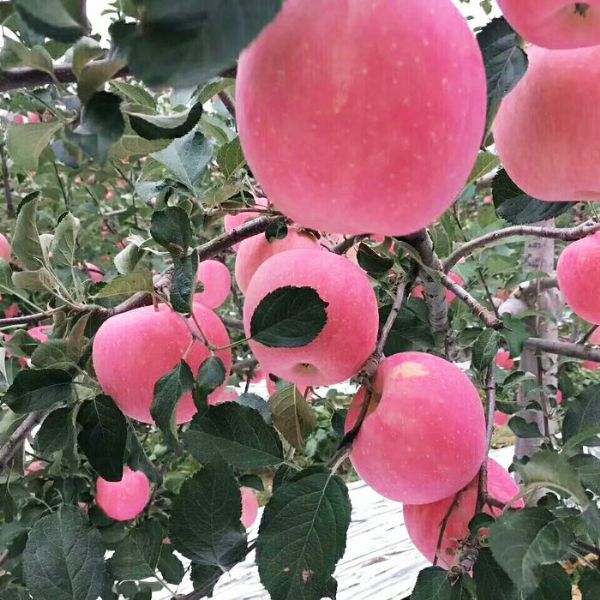 苹果树幼苗的种植技术