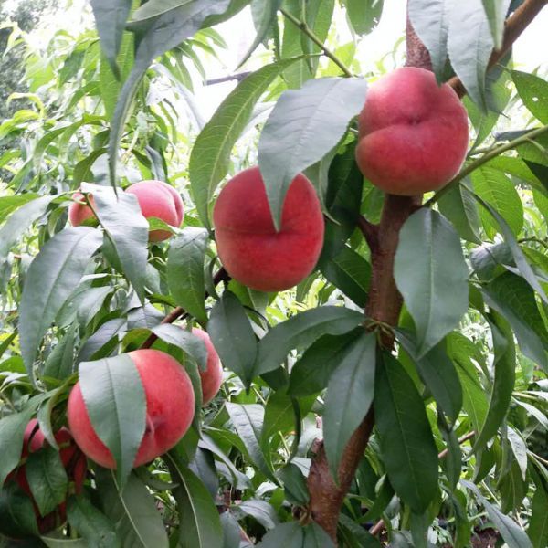 ​桃树苗的培植方法有哪些？